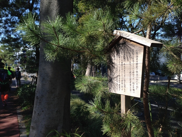 東海道の歴史を物語る松の年輪