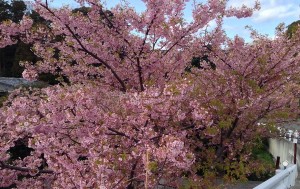 桜も満開